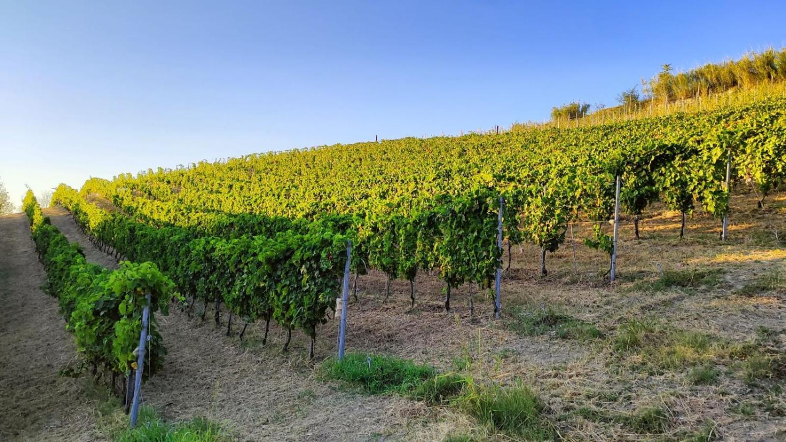 Cadgal - Tenuta La Cova Calamandrana Exteriör bild