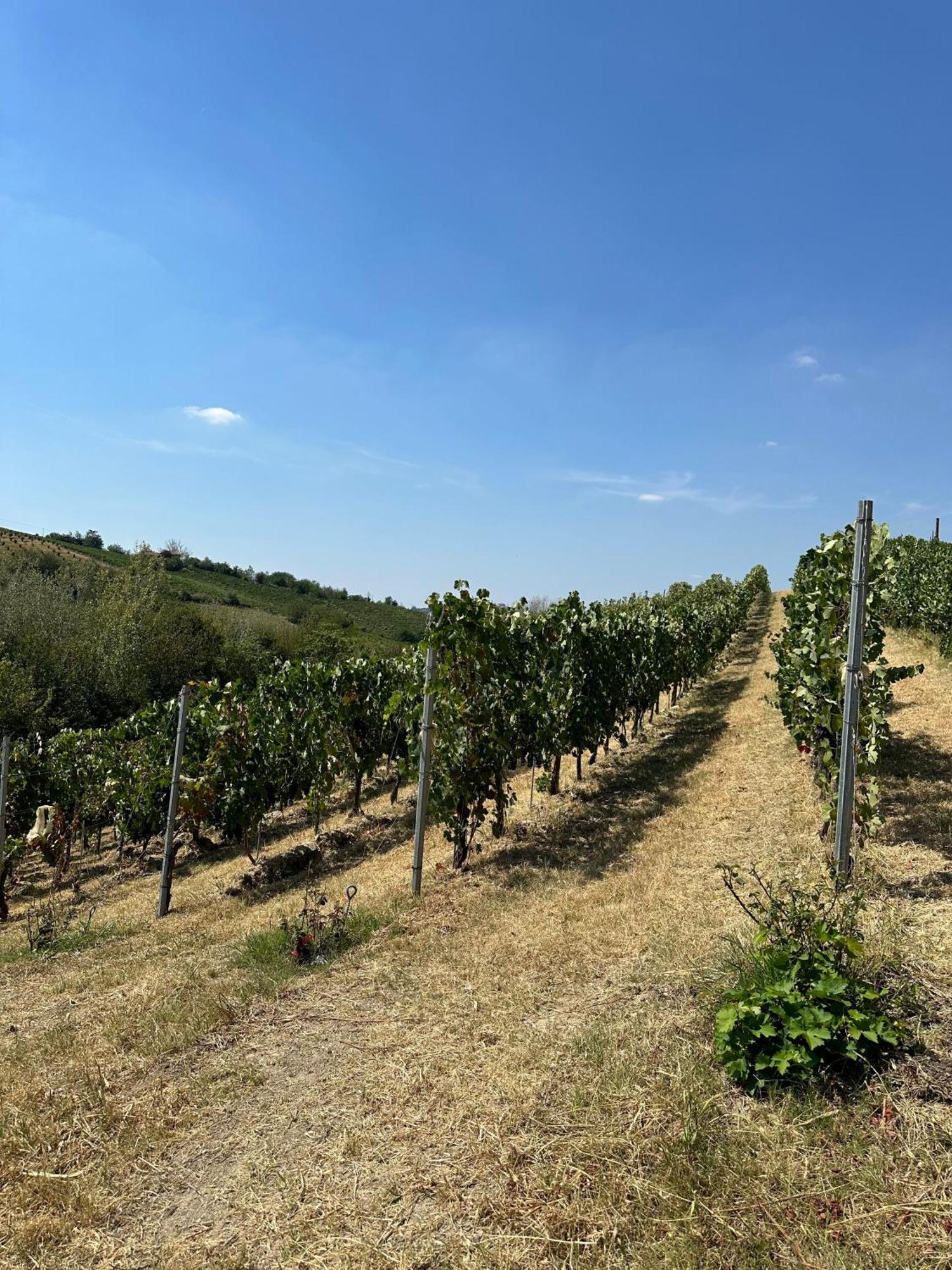 Cadgal - Tenuta La Cova Calamandrana Exteriör bild